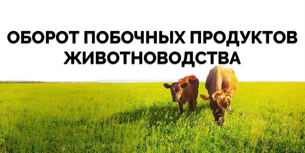 О побочных продуктах животноводства.