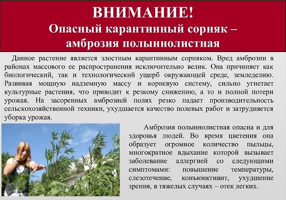Внимание! Опасный карантинный сорняк - амброзия полыннолистная!. Внимание! Опасный карантинный сорняк - амброзия полыннолистная!.